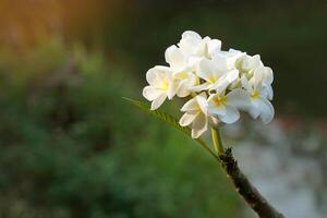 plumeria, branco. comumente conhecido como plumeria, frangipani, árvore do templo. as flores são perfumadas e são ervas medicinais usadas em combinação com a noz de bétele. é usado como remédio para febre e malária. foto