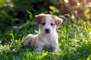 ai gerado fofa pequeno cachorro sentado em verde Relva dentro luz solar foto