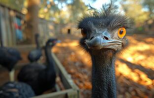ai gerado avestruz olhando às a Câmera foto