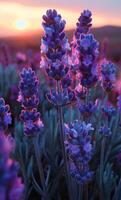 ai gerado lavanda flores às pôr do sol. pôr do sol sobre verão lavanda campo foto