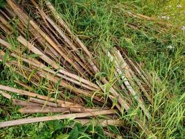 a remanescente peças do bambu usava de agricultores para plantar Comida commodities este ter fui coberto de arbustos foto