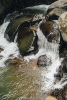 refrescante curug sentul Claro rio fluindo a partir de cachoeira, cercado de florestas, ideal para natureza amantes foto