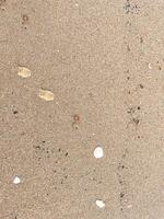 conchas do mar em areia de praia fundo texturas foto