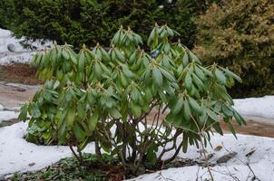 rododendro arbusto dentro a jardim dentro inverno foto