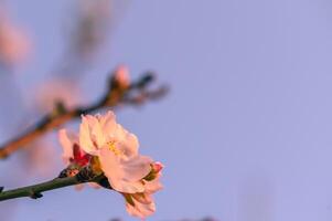 extremo fechar-se do Rosa amêndoa flores contra azul céu - seletivo foco 10 foto