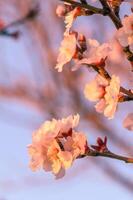 extremo fechar-se do Rosa amêndoa flores contra azul céu - seletivo foco 4 foto