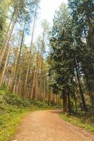 colorida outono floresta dentro a brabante ferido nacional parque. cor durante Outubro e novembro dentro a Belga interior. a diversidade do tirar o fôlego natureza foto