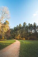 colorida outono floresta dentro a brabante ferido nacional parque. cor durante Outubro e novembro dentro a Belga interior. a diversidade do tirar o fôlego natureza foto