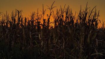 pôr do sol sobre a milho campo aproximando-se colheita Tempo Fora em a Fazenda foto