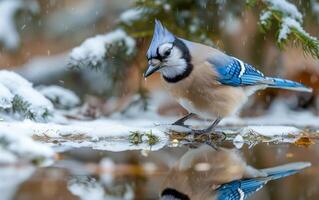 ai gerado a inquisitivo azul Jay relógios uma Derretendo floco de neve foto