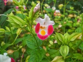 Rosa Torenia flores florescendo dentro uma japonês outono jardim. foto