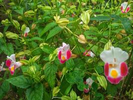 Rosa Torenia flores florescendo dentro uma japonês outono jardim. foto