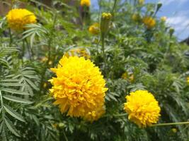 fechar acima do lindo calêndula flor ou tagetes erecta, mexicano, asteca ou africano calêndula, dentro a jardim foto