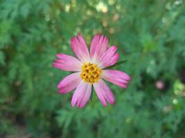 cosmos caudatus Kunth flor, comestível Como vegetal ou somente comido em cru condição Como salada. com local nome kenikir ou ulam rajá dentro Indonésia contido uma variedade do bioativo compostos foto