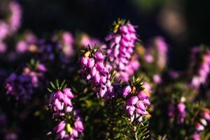 Rosa urze raminhos em uma plantar dentro a terra dentro inverno, ericáceas, calluna vulgar foto