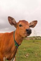 rua fotografia que leva uma cenário com uma vaca estilizado dentro frente do a Câmera para Está face foto