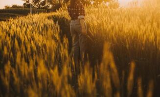 jovem bonita mulher dentro vermelho verão vestir e Palha chapéu caminhando em amarelo Fazenda campo com maduro dourado trigo desfrutando caloroso tarde. foto