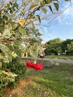 brilhante vermelho flor no meio vegetação foto