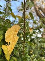 dourado outono folha no meio vegetação foto