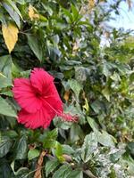 brilhante vermelho flor no meio vegetação foto