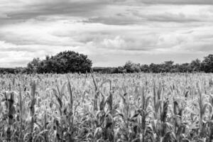 fotografia sobre campo de fazenda de milho grande tema para colheita orgânica foto