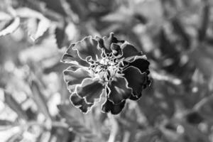 calêndula de calêndula de calêndula de flor selvagem crescendo no prado de fundo foto