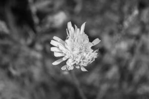 dente-de-leão de sementes de flores silvestres em prado de fundo foto