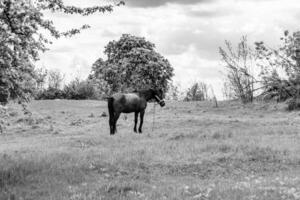 lindo garanhão de cavalo selvagem marrom no prado de flores de verão foto