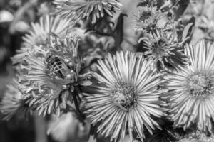 abelha alada linda flor selvagem no prado de folhagem de fundo foto