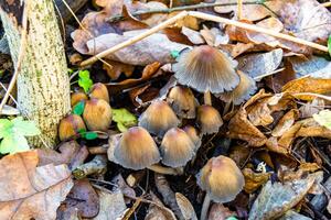 fotografia para tema ampla lindo venenoso cogumelo dentro floresta em folhas fundo foto