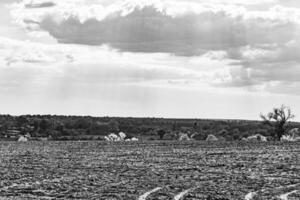 fotografia sobre o tema grande campo de fazenda vazio para colheita orgânica foto