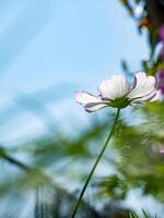 lindo cosmos flor dentro a jardim foto