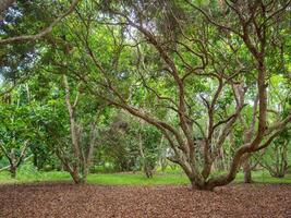 a panorama do a árvores dentro a jardim foto