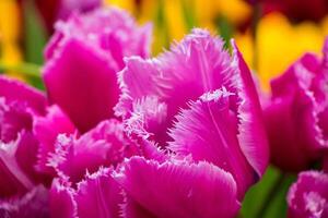 campo de tulipas frescas brilhantes. festival da primavera de flores. foto