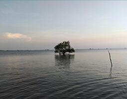 lindo pôr do sol em a mar com árvore dentro a primeiro plano, bali foto