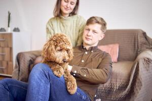 cockapoo dentro a mãos do pais foto