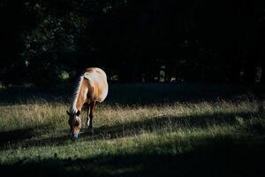 uma cavalo roça dentro uma campo cercado de insetos dentro a brilhante luz foto