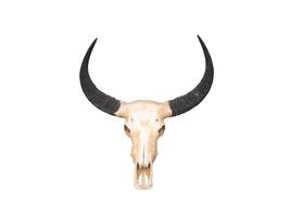 uma touro crânio com chifres em uma branco fundo foto