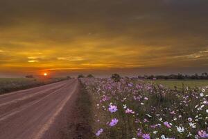 cosmos flores Próximo para a estrada às pôr do sol foto