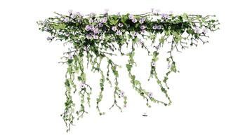 plantar e flor videira verde hera folhas trópico pendurado, escalada isolado em transparente fundo foto