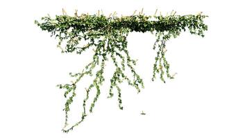 plantar e flor videira verde hera folhas trópico pendurado, escalada isolado em transparente fundo foto