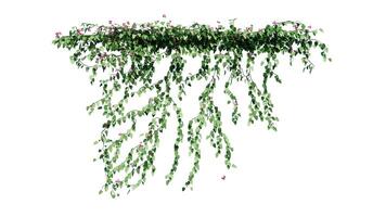plantar e flor videira verde hera folhas trópico pendurado, escalada isolado em branco fundo foto