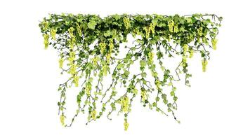 hera e flor videira verde plantar folhas trópico pendurado, escalada isolado em branco fundo foto