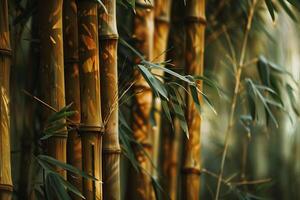 ai gerado bambu Arvoredo, bambu floresta foto