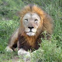 retrato do uma masculino leão, Panthera leão, Kwazulu natal província, sul África foto