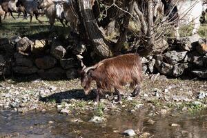 rebanho do ovelha e cabras, Anatólia, Peru foto