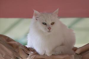 azul e amarelo ímpar olhos furgão gato, Peru foto