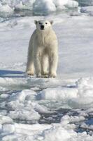 fêmea polar urso, Ursus marítimo, em pacote gelo, Svalbard arquipélago, barents mar, Noruega foto