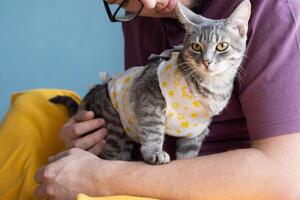 animal esterilização conceito. adorável gatinha retrato dentro especial terno curativo recuperando depois de cirurgia foto