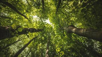ai gerado floresta árvores Visão a partir de abaixo para dentro a céu. natureza verde madeira luz solar fundos foto